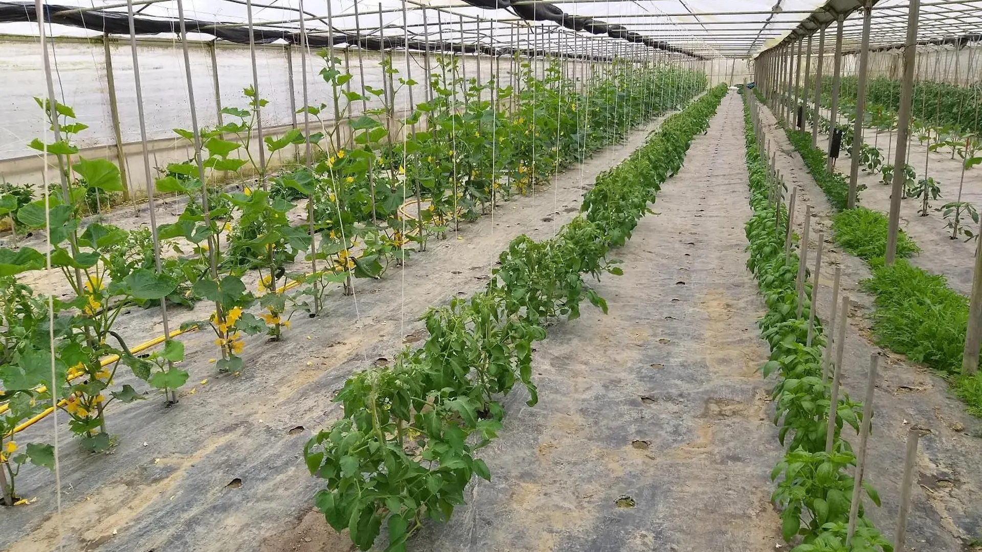 Agriturismo Il Melograno Tessera Κατάλυμα σε φάρμα